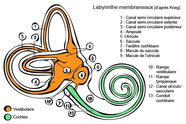 Labyrinthe membraneux — vestibulaire (orange) et cochléaire (vert)